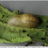 lyc dispar pupa1 volg11